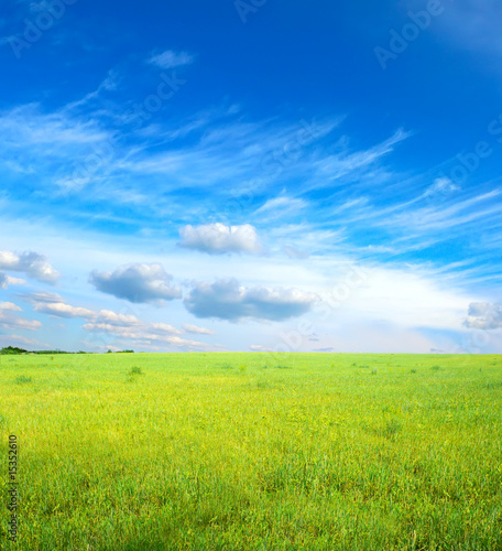 green grass under blue sky photo