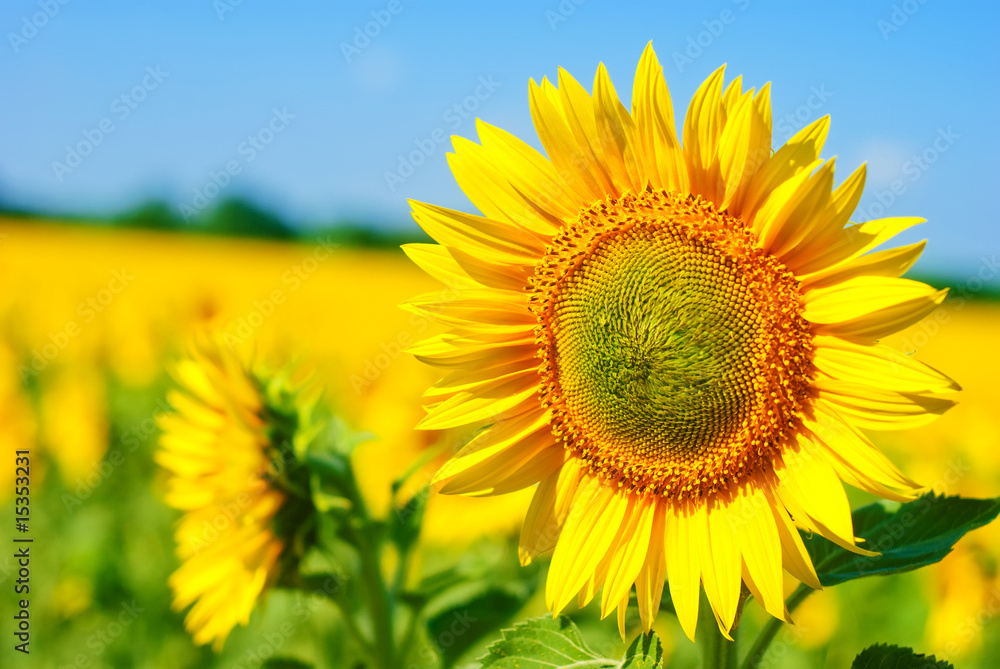 Beautiful sunflower field