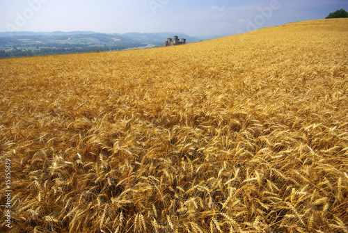 Emilia Romagna, campo di grano a Torrechiara photo