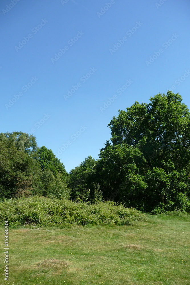 Hainault Forest Trees 5