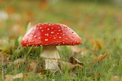 Toadstool in the grass