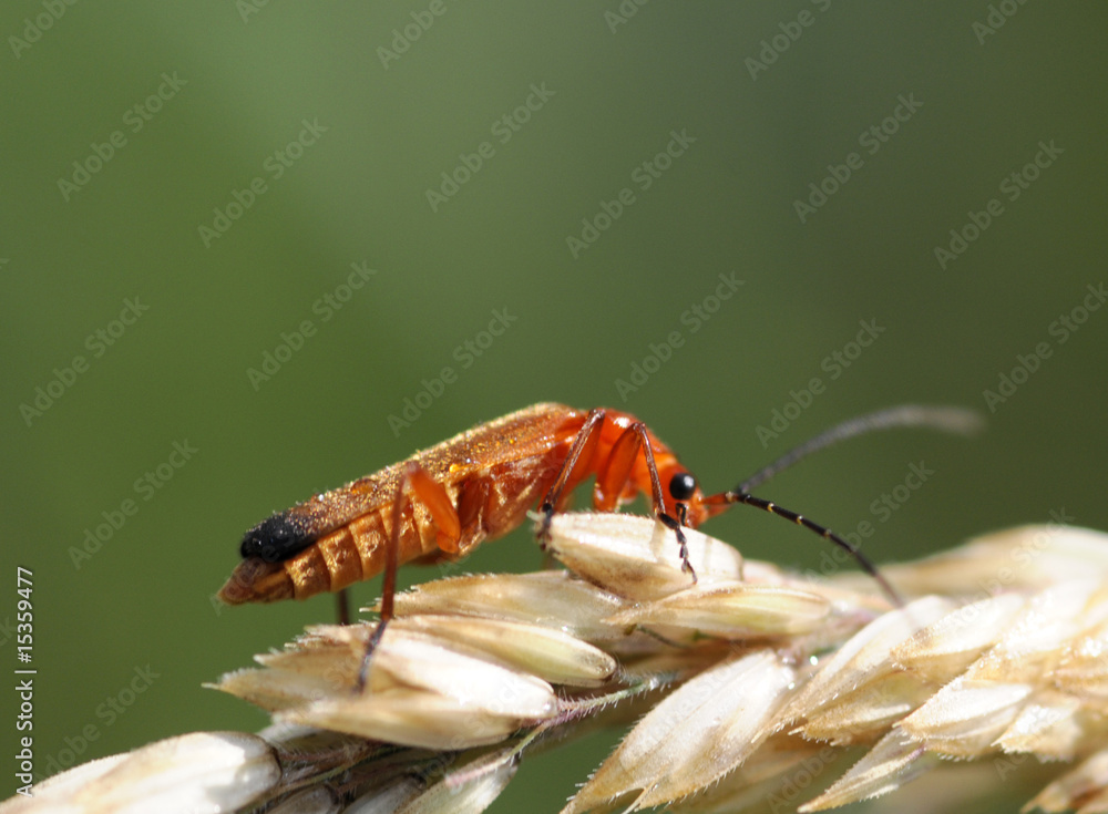 Cantharis fusca Cantharis fusca