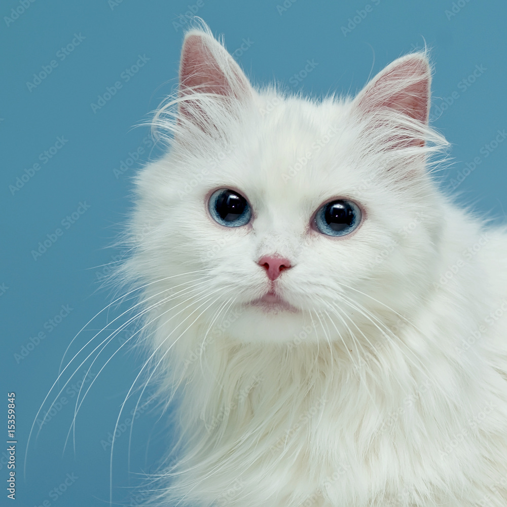 white cat