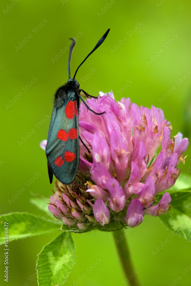 Papillon zygène de la filipendule sur fleur de trèfle Papillon zygène de la filipendule sur fleur de trèfle