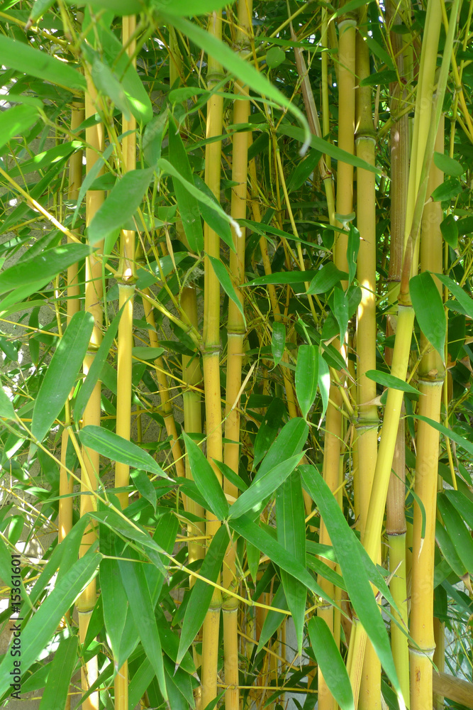 Obraz premium yellow bamboo