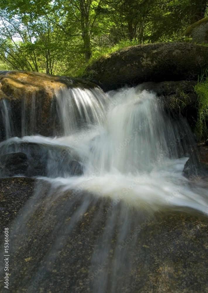 Obraz premium beautiful brook in forest