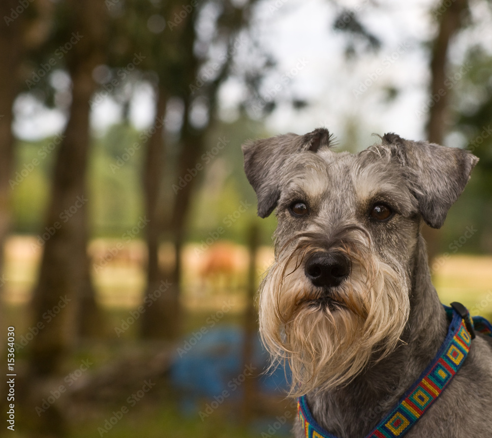 Miniature schnazuer dog in a rural setting