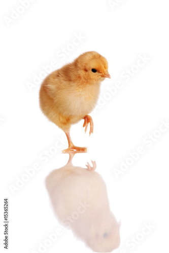 Chick standing isolated on white