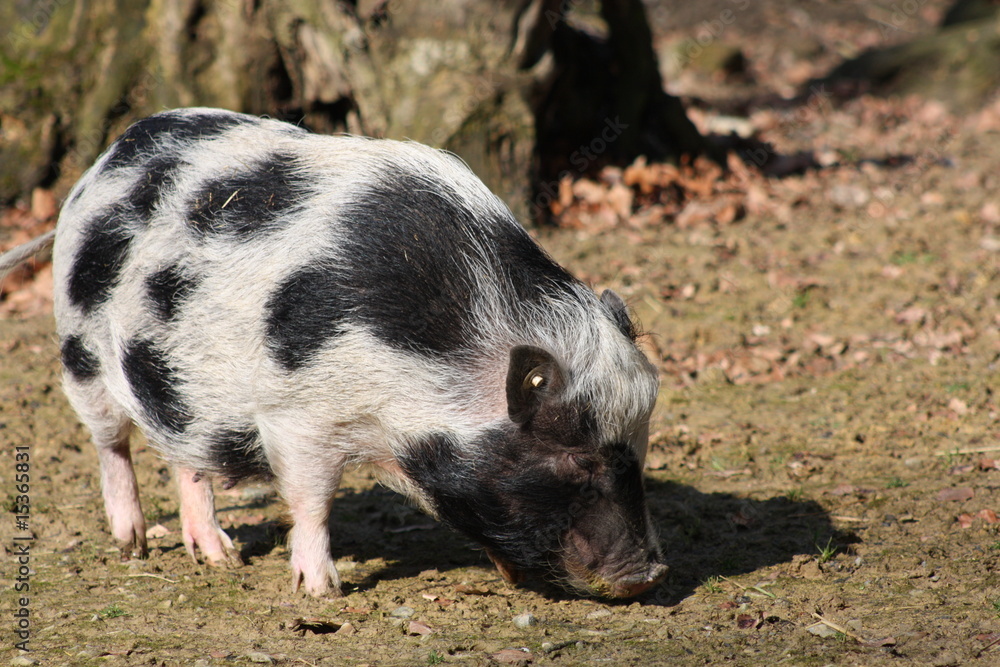 geflecktes Schwein geflecktes Schwein