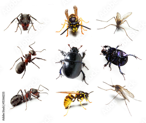 Insect collection on white background
