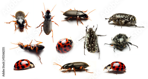 Beetle collection