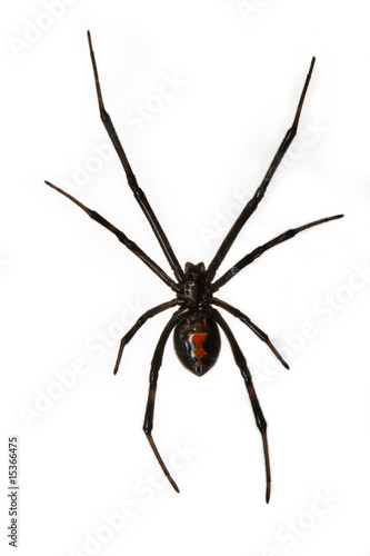 Black Widow Spider Isolated over White Background hanging from w