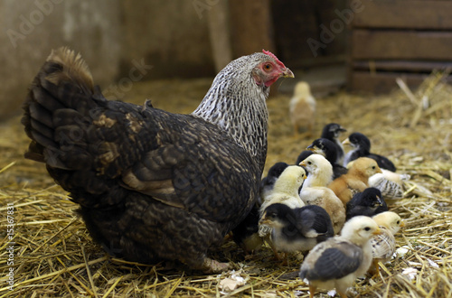 Henne mit Küken im Stall