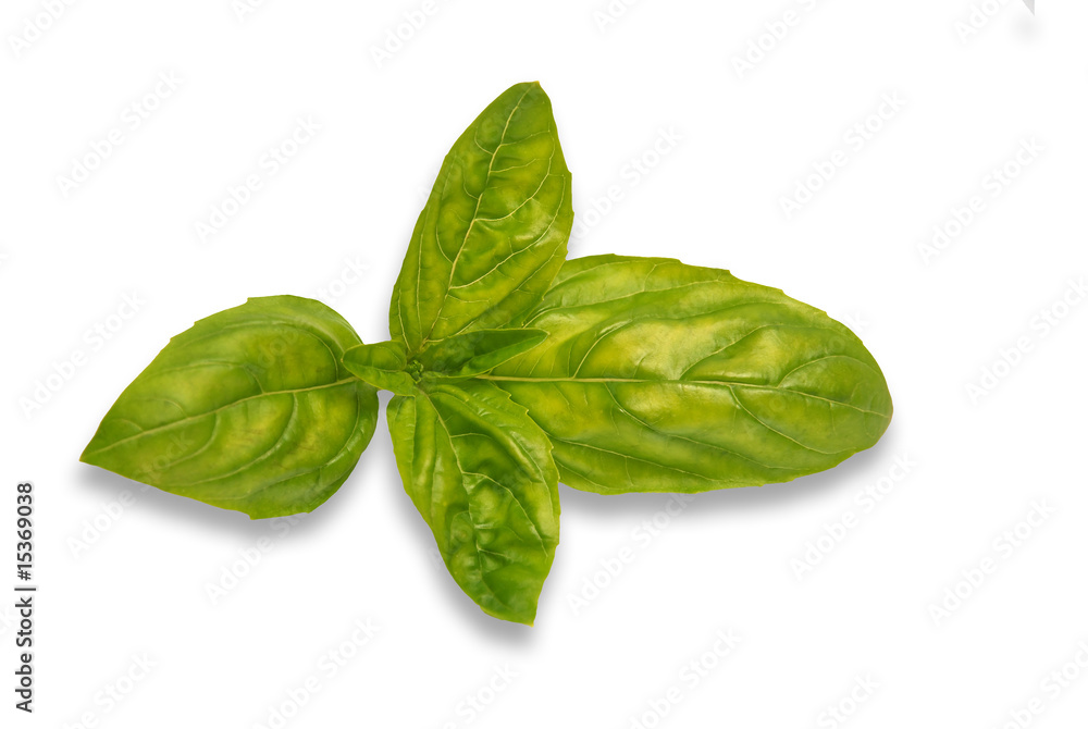 feuilles de basilic feuilles de basilic