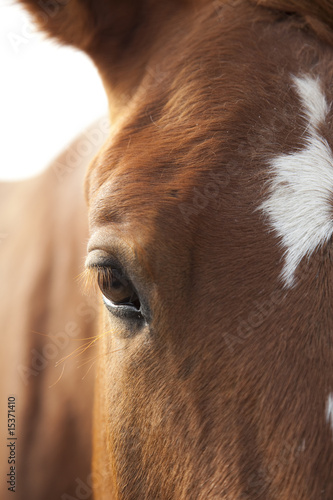 Fototapeta Naklejka Na Ścianę i Meble -  Horse's Eye