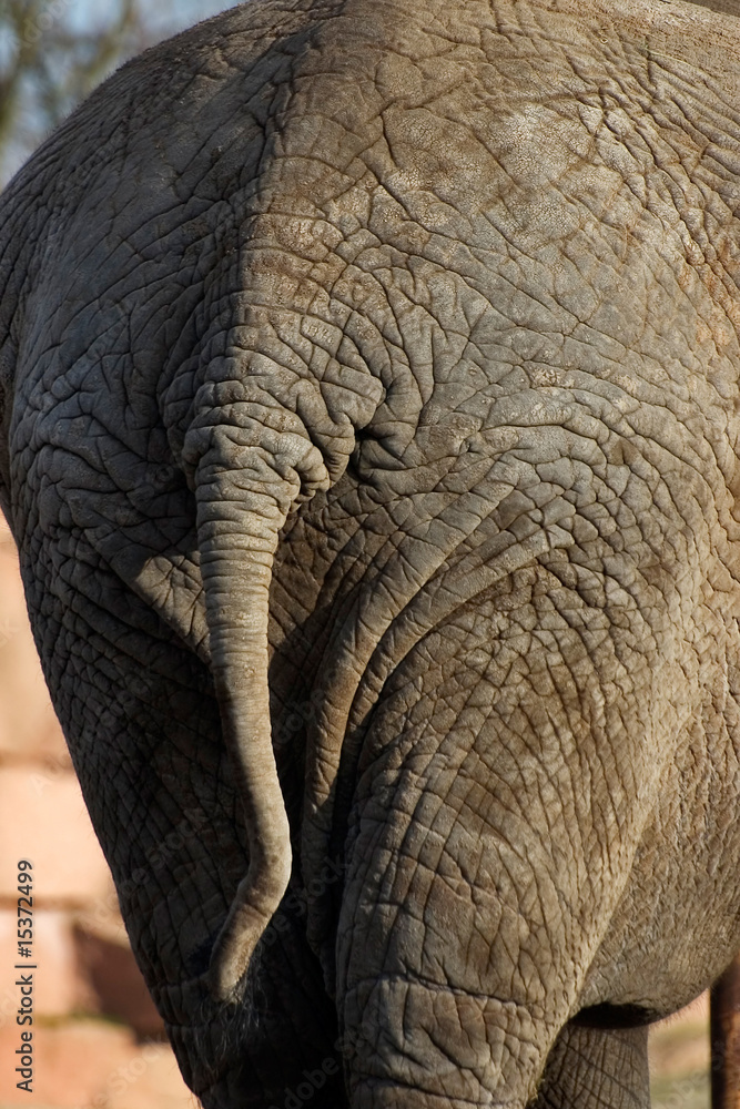 Fototapeta premium Elefant Hinterteil