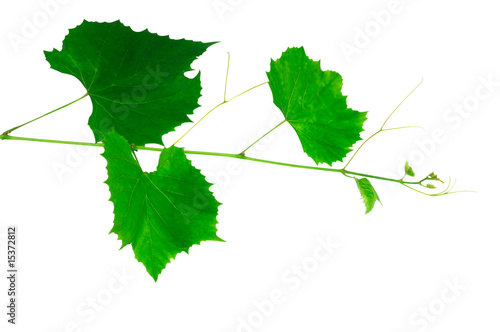Browse Of Vine