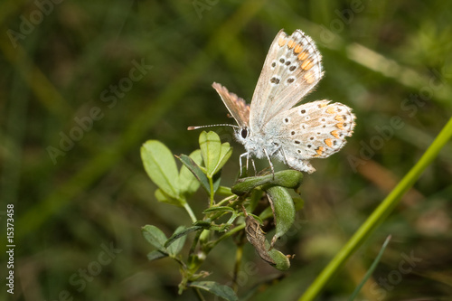 Wallpaper Mural Wiesenfalter Torontodigital.ca