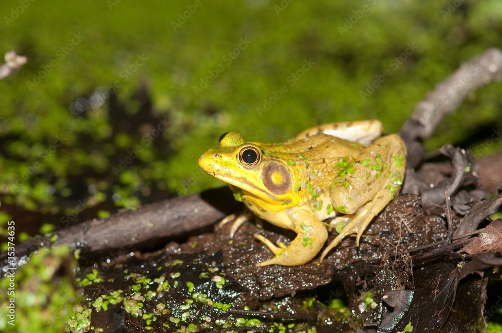 Bullfrog on a pond Bullfrog on a pond