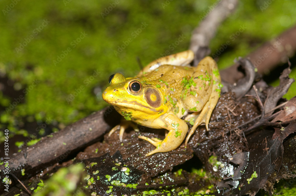Bullfrog on a pond Bullfrog on a pond