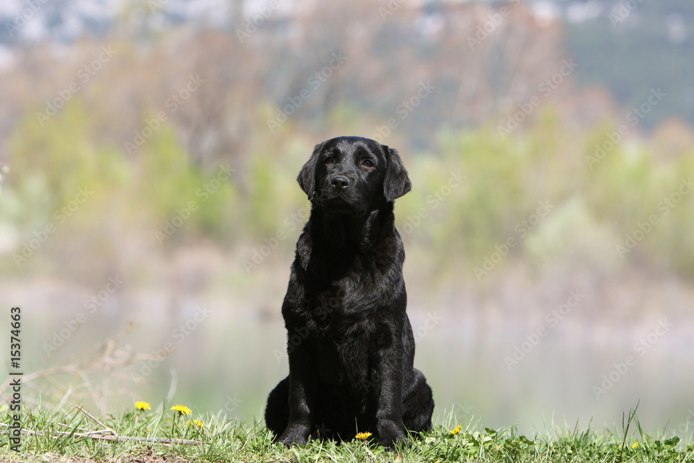 labrador retriever noir assis de face dans l'herbe - paysage labrador retriever noir assis de face dans l'herbe - paysage