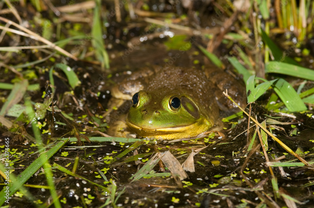 Fototapeta premium Bullfrog on a pond