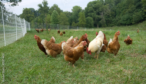 Fotografia Pasture raised chickens