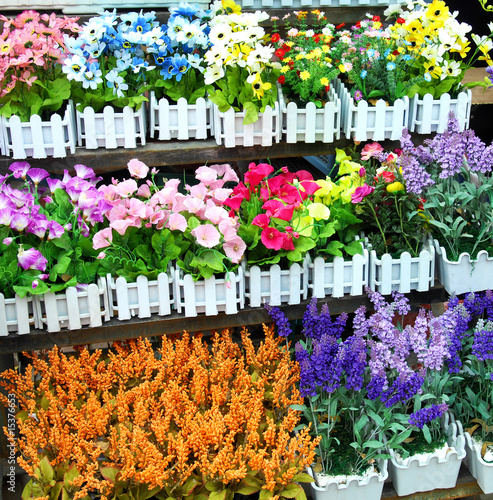 Flowers for sale in a greenhouse