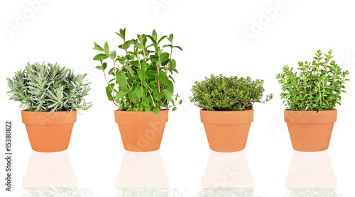 Lavender  Mint  Thyme and Oregano Herbs