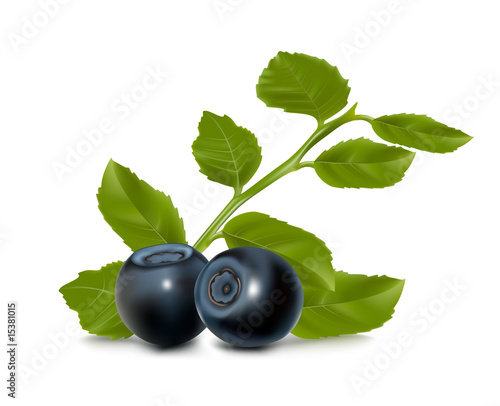 Vector illustration. Blueberry with leaves.