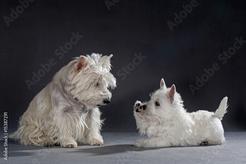 Fotografi Westies 47