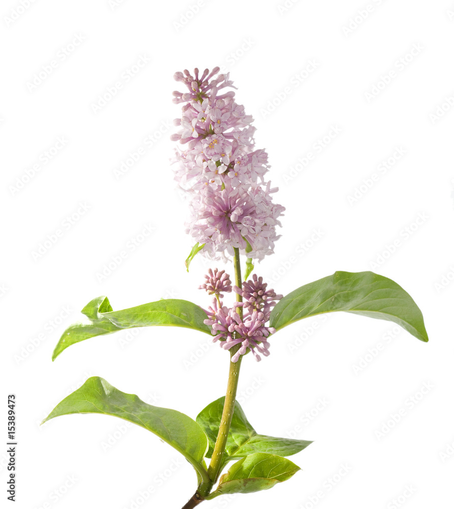 Fototapeta premium isolated lilac branch