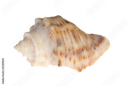 small brown shellfish