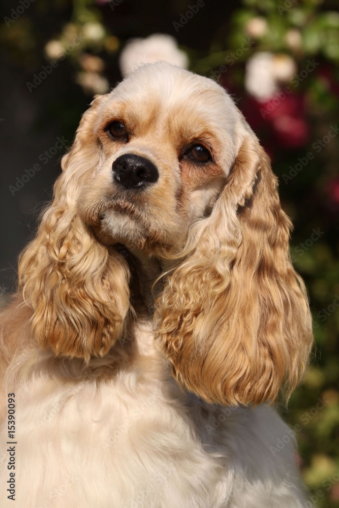 portrait d'un cocker américain fauve de face devant des fleurs portrait d'un cocker américain fauve de face devant des fleurs