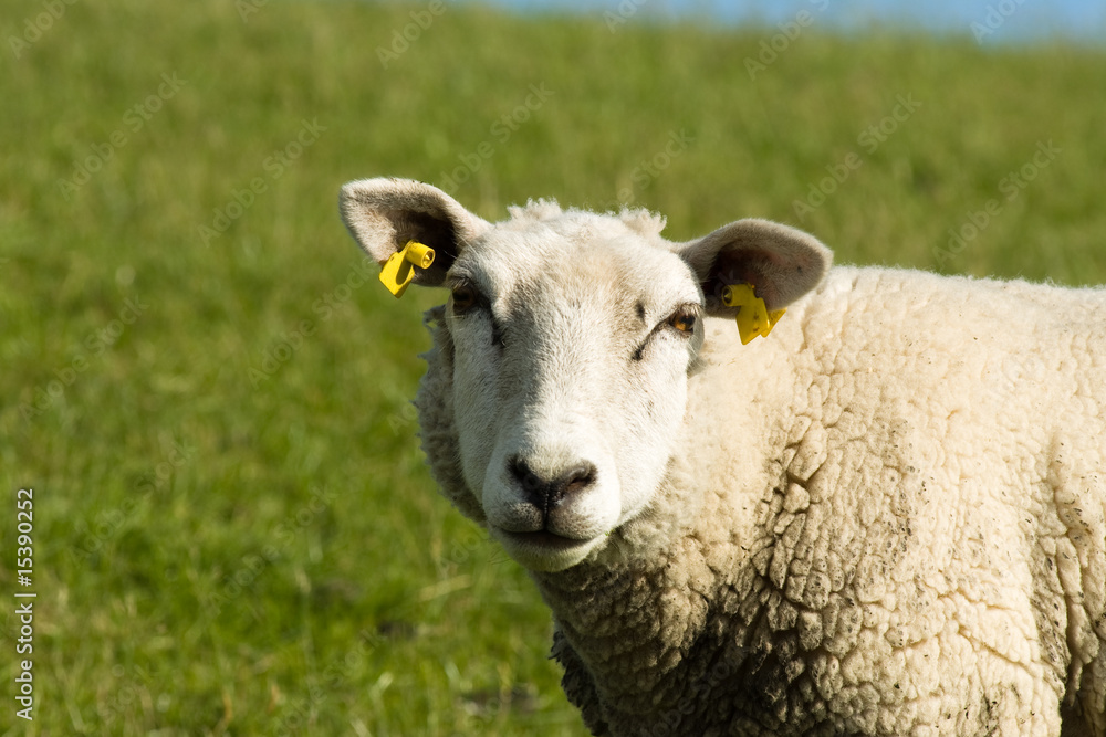 Obraz premium Schaf vor Wiese