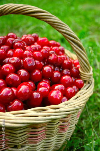 Basket with cherries