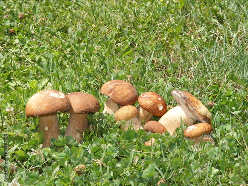 Funghi porcini