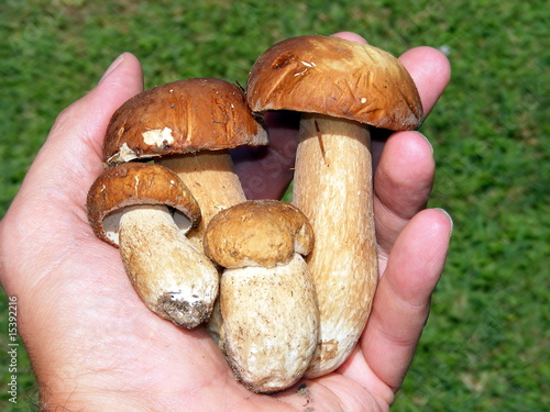 Manciata di funghi porcini