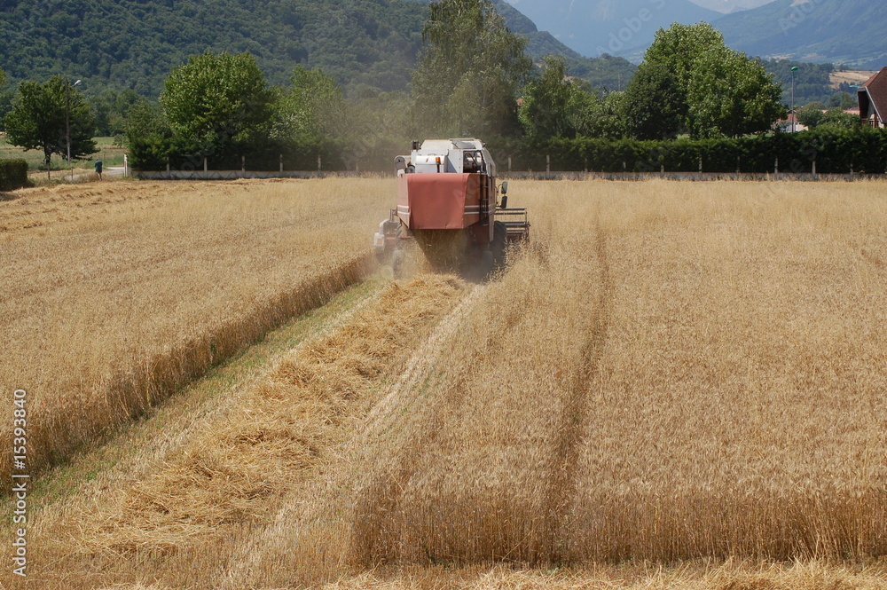Obraz premium Récolte de l'orge