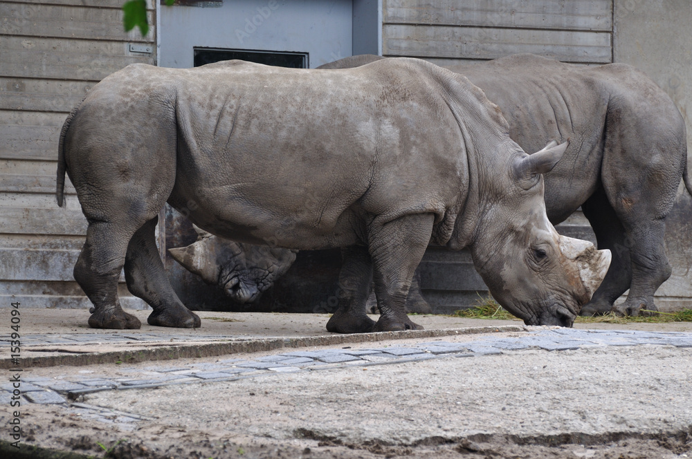 Naklejka premium Zoobesuch