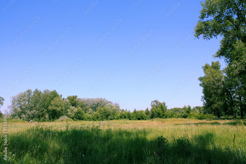 Fototapeta premium Forest glade