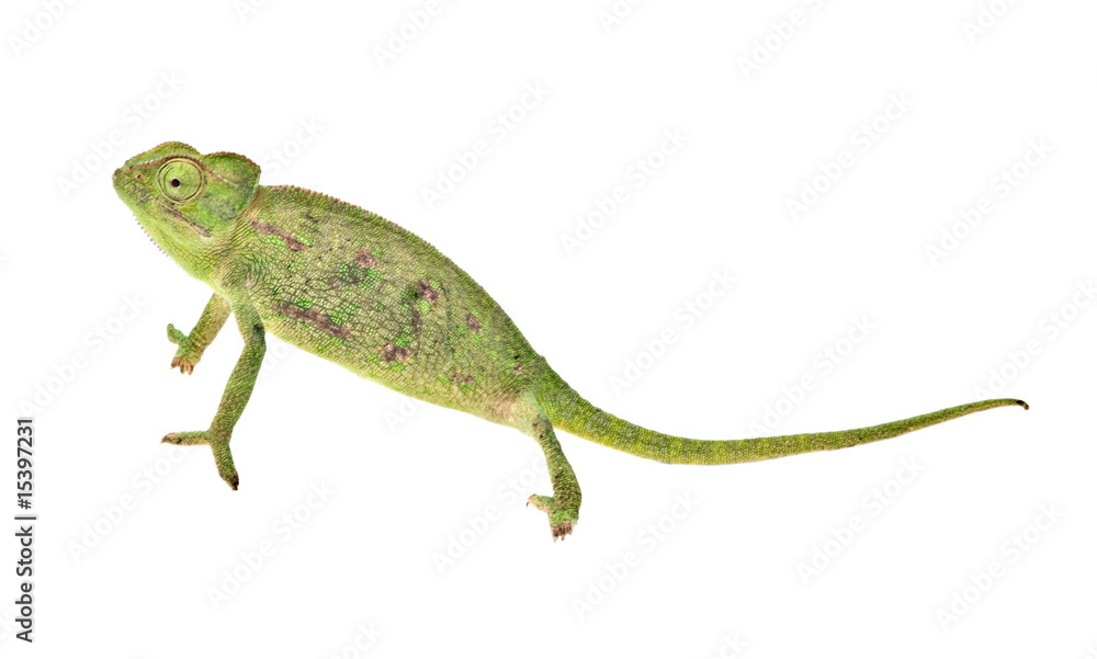 Chameleon isolated on white background Chameleon isolated on white background