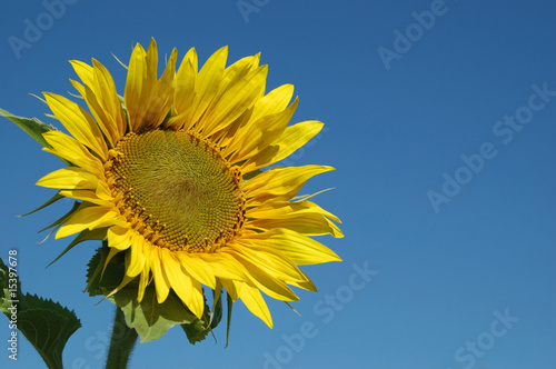 Beautiful Sunflower and the blue sky