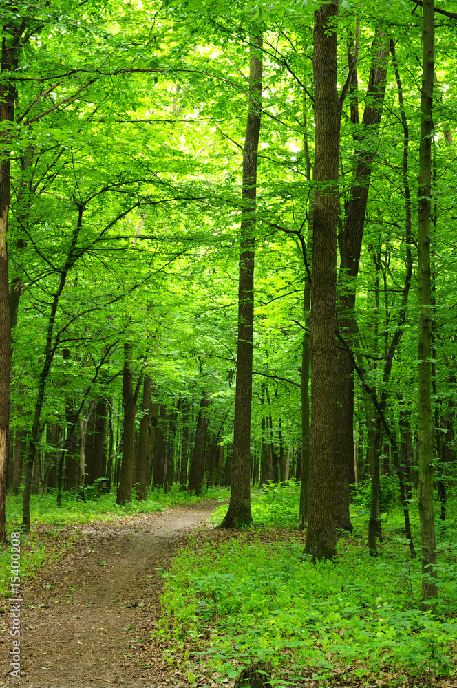 Obraz premium Path in forest