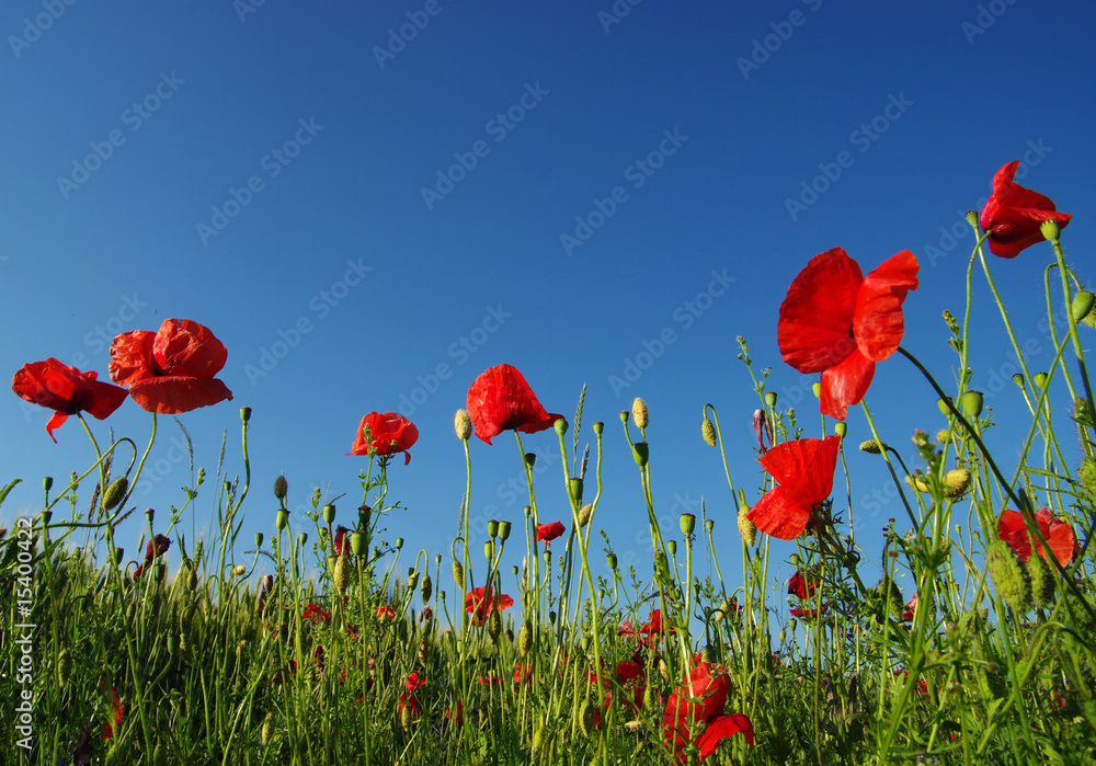 Obraz premium czerwone maki na niebie