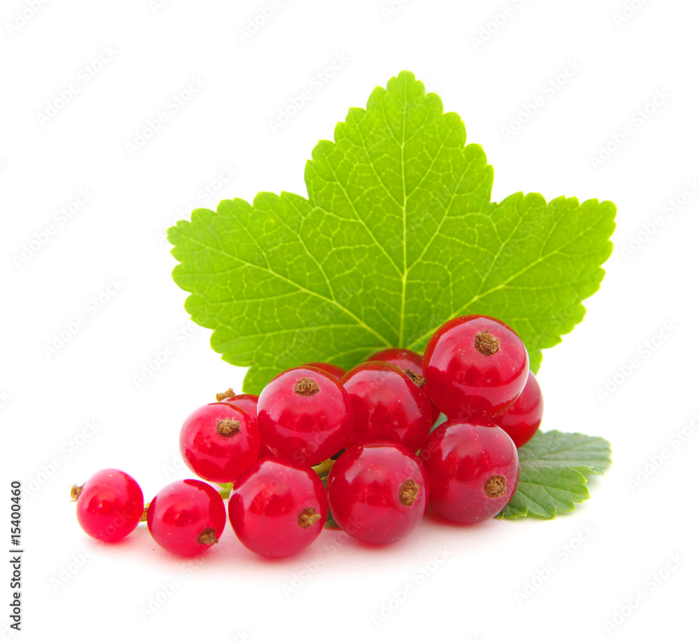 red currants on white red currants on white