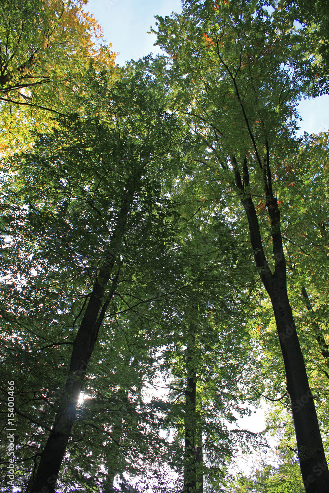 Fototapeta premium Bäume am Wildnispfad Plättig Schwarzwald