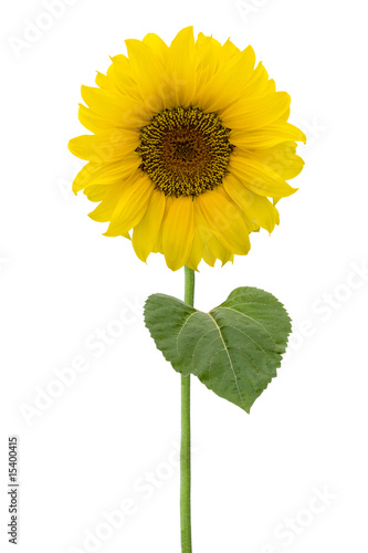 Sonnenblume