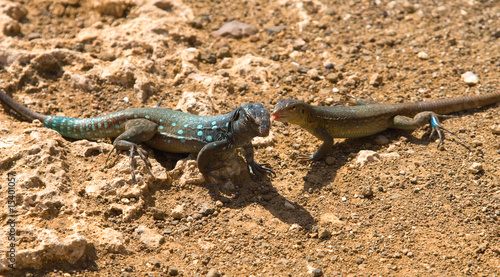 Iguana