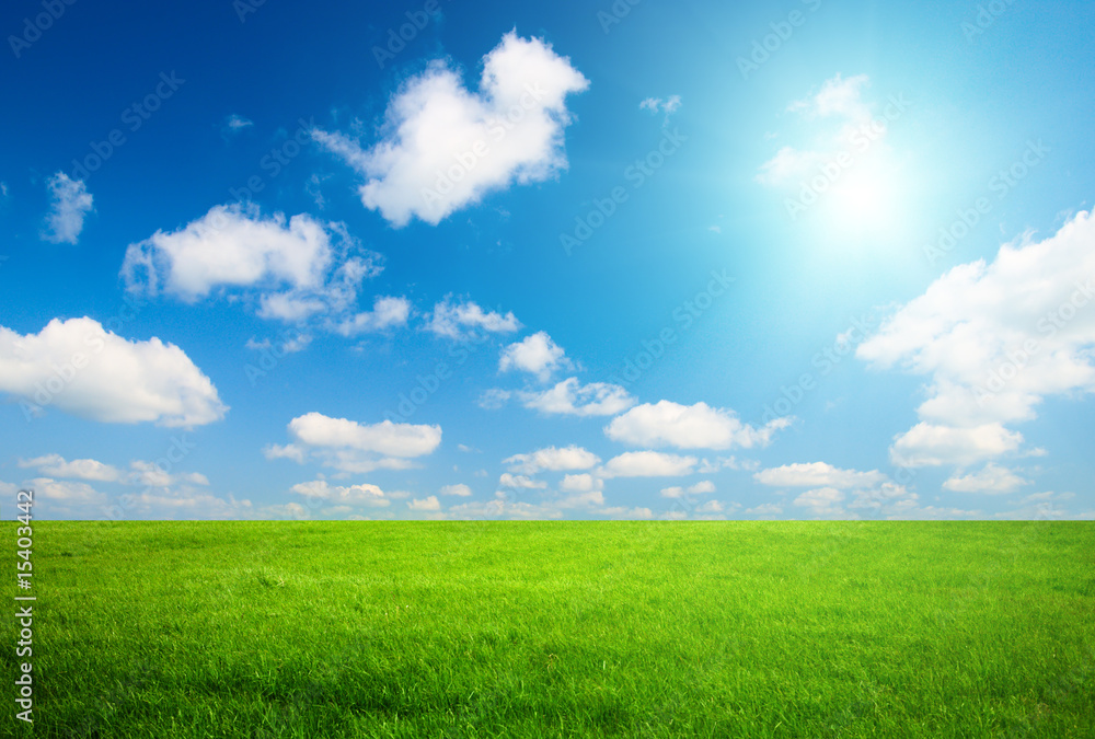 field of spring grass